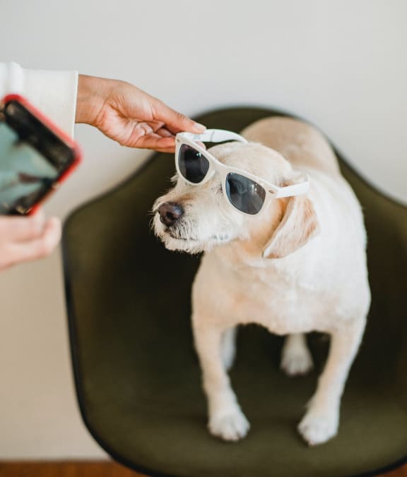 PetFriendly Apartments in Kettering, OH of Ketting Apts